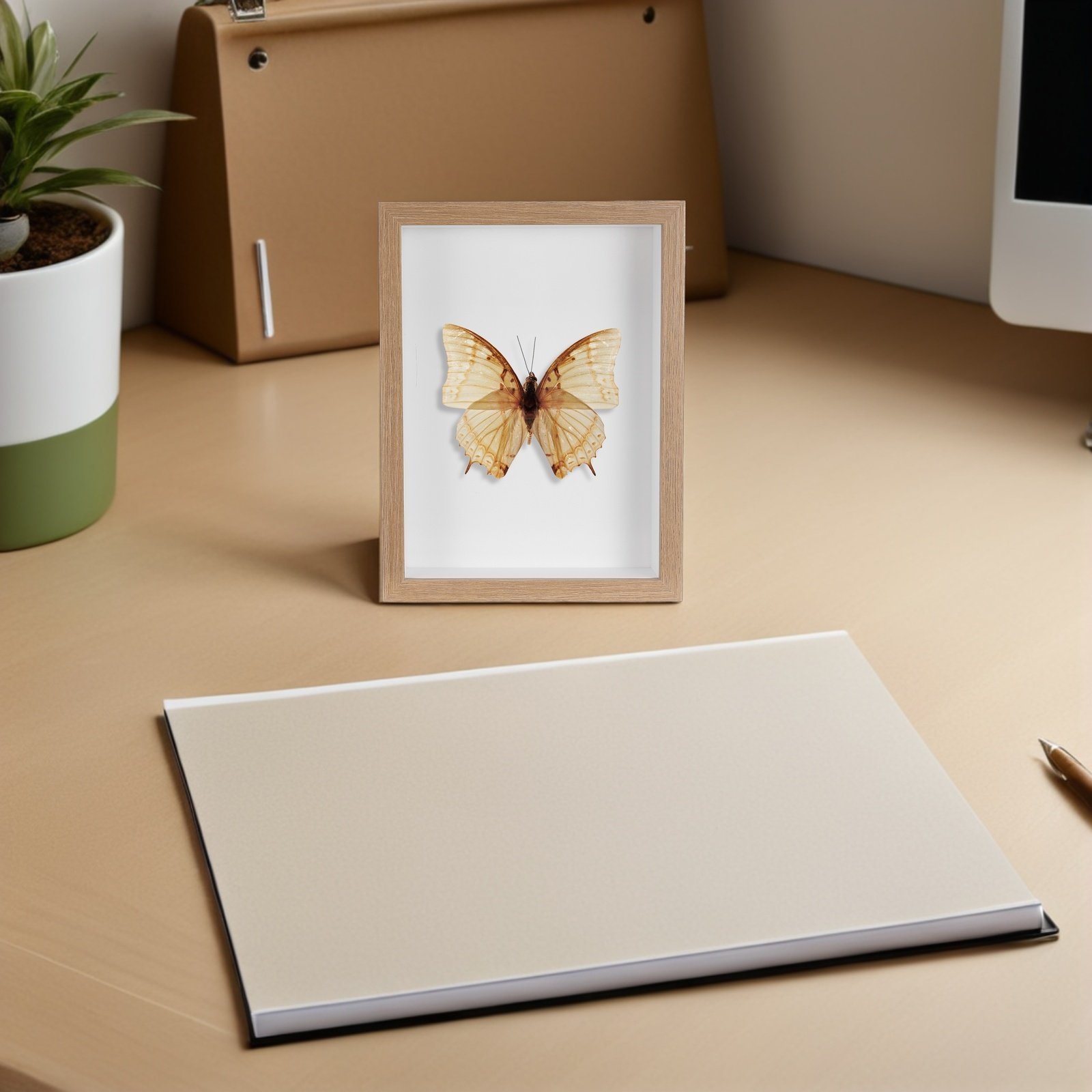Holzgerahmte Insektenvitrine m – Frame Display Wood Bewertung und Preis