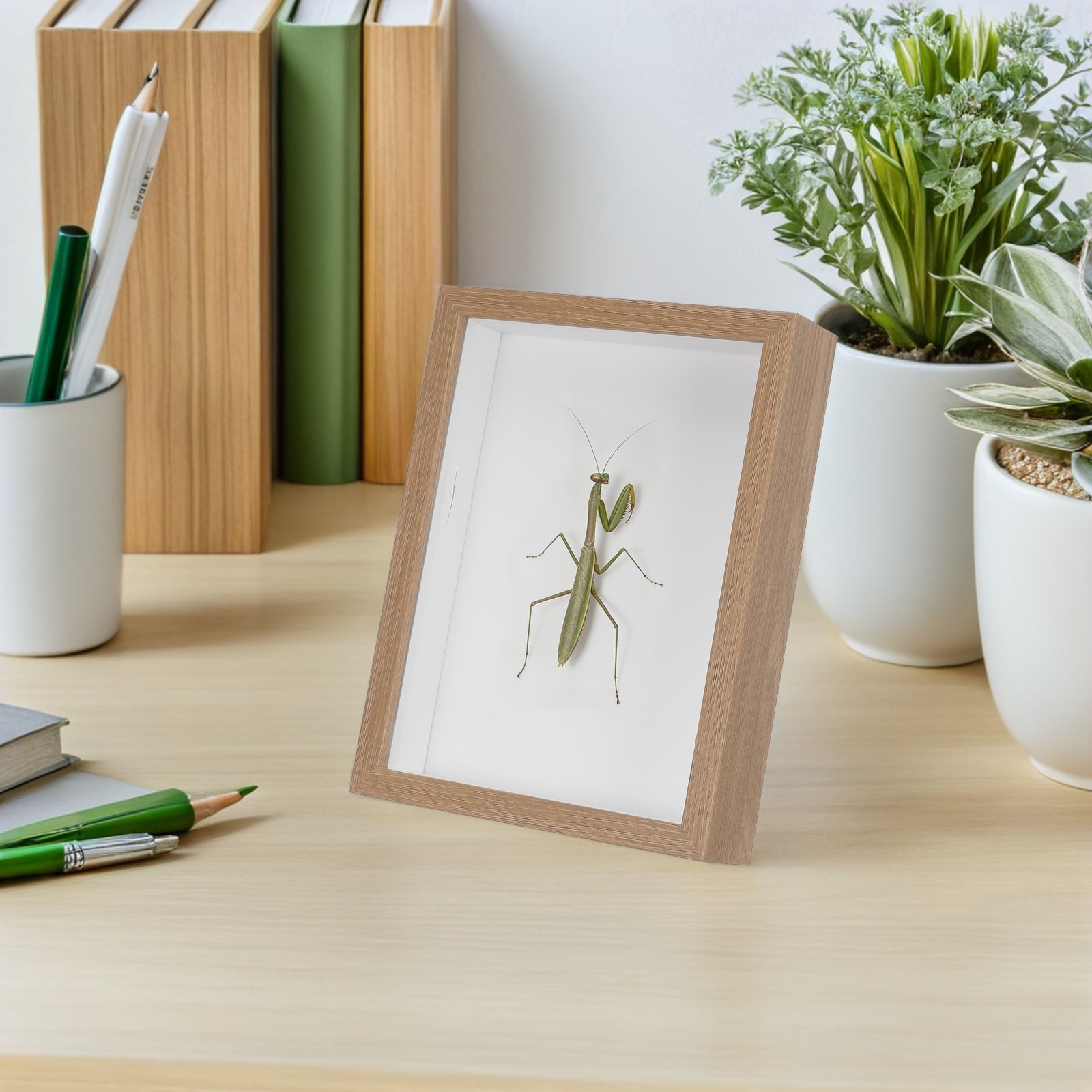 Holzgerahmte Insektenvitrine m – Frame Display Wood Bewertung und Preis